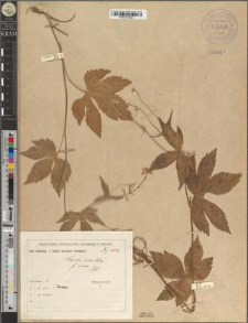 Ranunculus aconitifolius L. fo. minor Zapał.