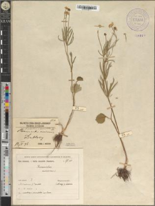 Ranunculus cassubicus L. var. commutatus Zapał.