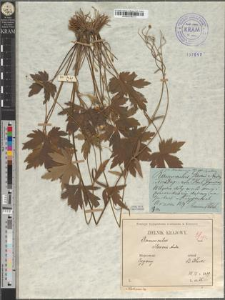 Ranunculus Steveni Andrz. var. Błockianus Zapał.