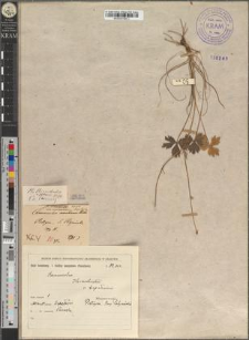Ranunculus Villarsii DC. var. marmarossicus Zapał.