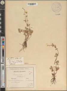 Ranunculus bulbosus L. var. podolicus Zapał.