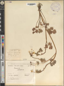 Ranunculus sardous Crantz fo. stenopetalus Zapał.