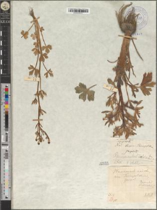 Ranunculus sceleratus L. var. maior Zapał. fo. lobatus Zapał.