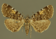 Idia calvaria (Denis & Schiffermüller, 1775)