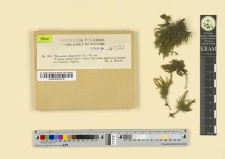 Thamnium alopecurum (L.) Br. eur.