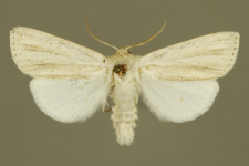 Simyra albovenosa (Goeze, 1781)