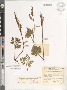 Botrychium matricariae Sprengel