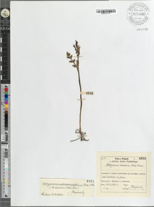 Botrychium ramosum (Roth) Aschers