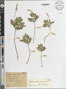 Botrychium virginianum [?]