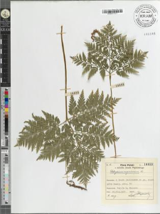 Botrychium virginianum Sw.