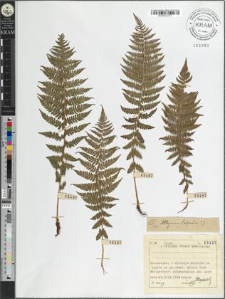 Athyrium distentifolium Tausch ex Opiz