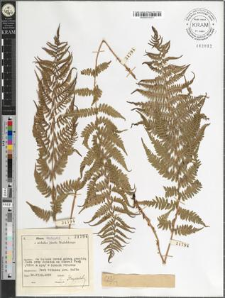 Athyrium distentifolium Tausch ex Opiz