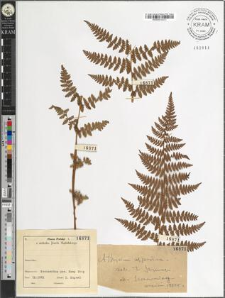 Athyrium distentifolium Tausch ex Opiz