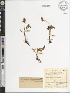 Botrychium multifidum (Gmelin) Rupr.