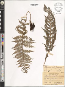 Athyrium filix-femina (L.) Roth.