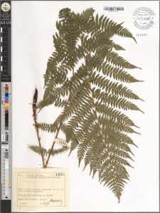 Athyrium filix-femina (L.) Roth.