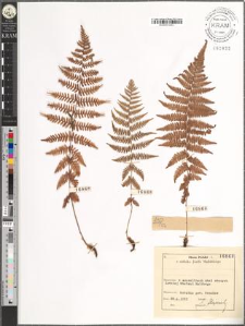 Athyrium filix-femina (L.) Roth.