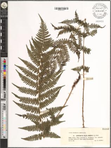 Athyrium filix-femina (L.) Roth.