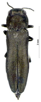 Agrilus integerrimus (J.T.C. Ratzeburg, 1837)