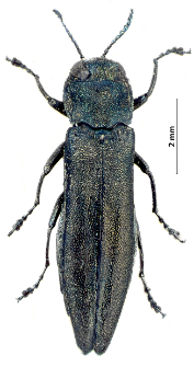 Agrilus suvorovi J. Obenberger, 1935