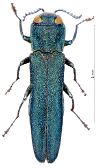 Agrilus sulcicollis J.Th. Lacordaire, 1835