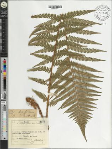 Dryopteris filix-mas (L.) Schott