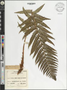 Dryopteris filix-mas (L.) Schott