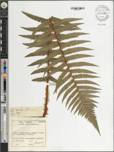 Dryopteris filix-mas (L.) Schott