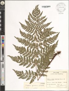 Dryopteris carthusiana (Vill.) H. P. Fuchs × dilatata (Hoffm.) A. Gray