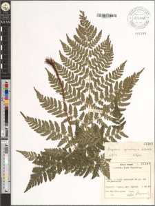 Dryopteris carthusiana (Vill.) H. P. Fuchs × dilatata (Hoffm.) A. Gray