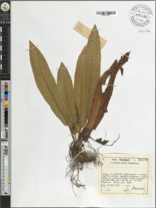 Phyllitis scolopendrium (L.) Newman