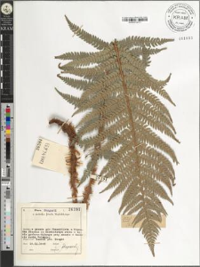 Polystichum sp.