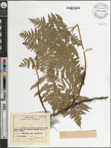 Pteridium aquilinum (L.) Kuhn