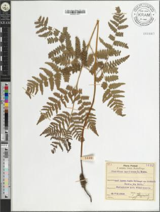 Pteridium aquilinum (L.) Kuhn.