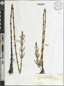 Equisetum limosum L.