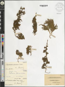 Lycopodium alpinum L.