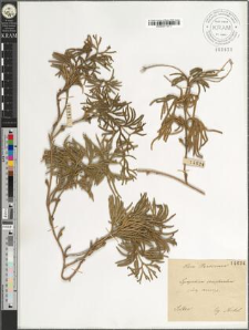 Lycopodium complanatum subsp. anceps