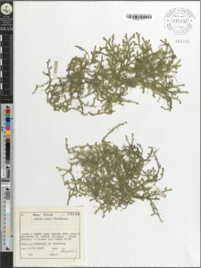 Selaginella helvetica (L.) Spring