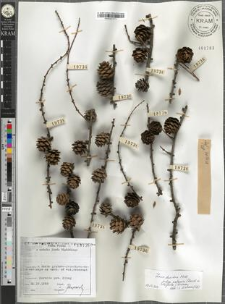 Larix decidua Mill. subsp. polonica (Racib. ex Woycicki) Domin