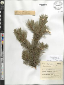 Pinus silvestris L.