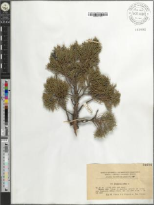 Juniperus sabina L.