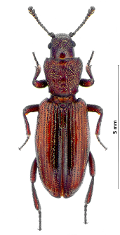 Bothrideres bipunctatus (J.F. Gmelin, 1790)