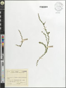 Elodea canadensis Michx.