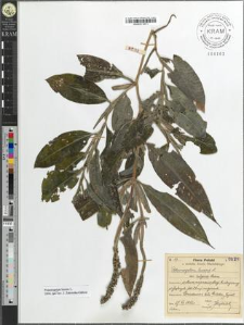 Potamogeton lucens L. var. vulgaris Cham.