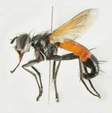 Cylindromyia brassicaria (Fabricius, 1775)