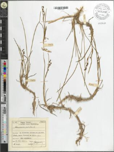 Scheuchzeria palustris L.