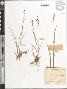 Juncus articulatus L. emend. K. Richt.