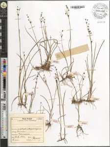 Juncus articulatus L. emend. K. Richt.