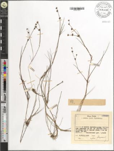 Juncus bulbosus L.