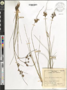 Juncus tenuis Willd.